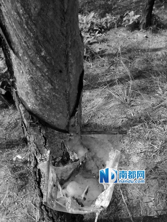增城小楼大片松林被偷割胶